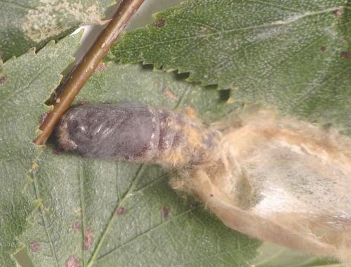 Réf. 265 179 : Phyllodesma tremulifolia
